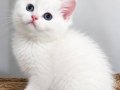 Mavi gözlü minik güzellik bir ömürlük sevilmeye hazır 