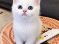 Mavi gözlü minik güzellik bir ömürlük sevilmeye hazır 
