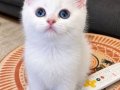 Mavi gözlü minik güzellik bir ömürlük sevilmeye hazır 