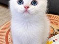 Mavi gözlü minik güzellik bir ömürlük sevilmeye hazır 