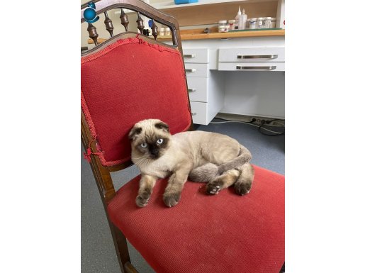 SAHİBİNDEN ÜCRETSİZ KEDİ