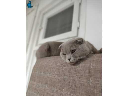 Kedimi sahiplendirecğim ailesel sebeplerden dolayı 