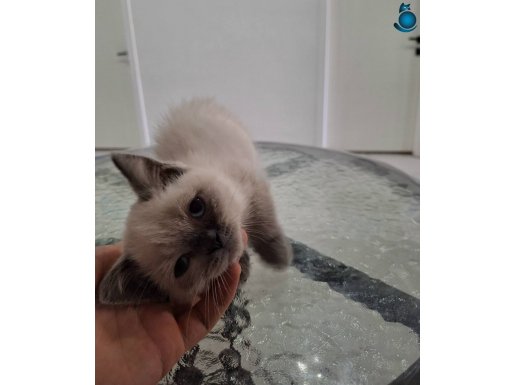 2 aylık british shorthair yavrularımız 