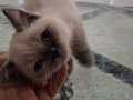 2 aylık british shorthair yavrularımız 