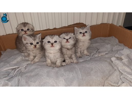 silverpoint güzellikleri