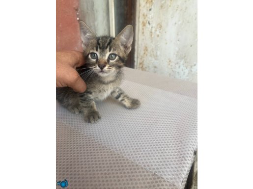 Badem 4aylık oyuncu çok tatlı erkek kedi 