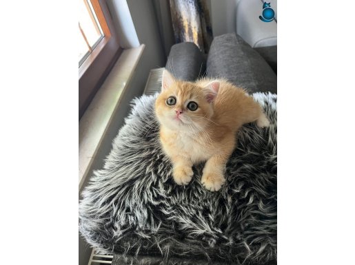 Saf Irk British Short Hair Golden Ny12 Bebek