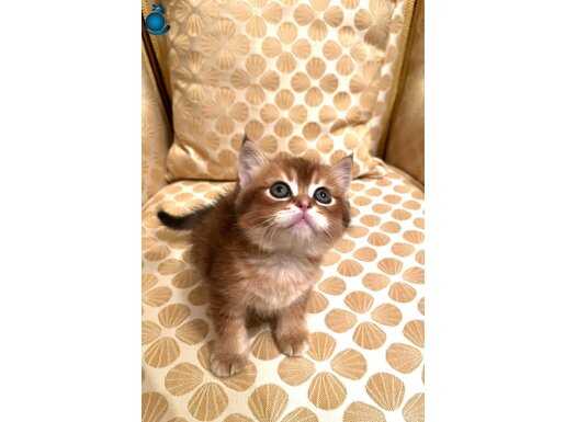 Full üretim şecereli Black Golden