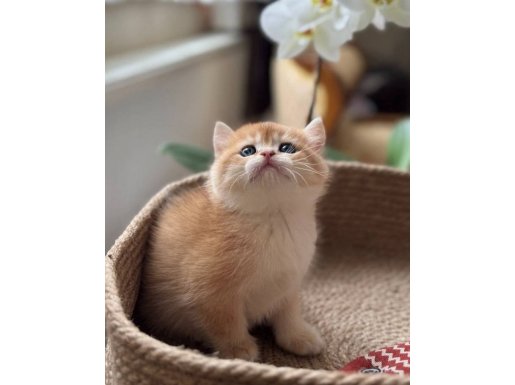 Şecereli Portakal Kürklü Golden Ny12 Sosyal Bebekler