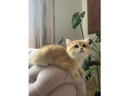 Saf Irk Altın Kürklü NY12 Bebekler