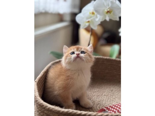 Saf Irk Altın Kürklü Golden Ny12 Bebek