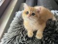 Saf Irk British Short Hair Golden Ny12 Bebek