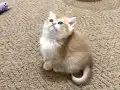 Full Şecereli Golden British Shorthair Bebekler