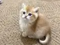 Full Şecereli Golden British Shorthair Bebekler