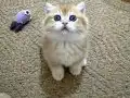 Full Şecereli Golden British Shorthair Bebekler