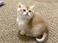 Full Şecereli Golden British Shorthair Bebekler