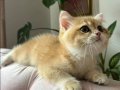Saf ırk Golden Ny12 Bebekler