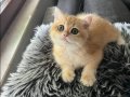 Saf ırk Golden Ny12 Bebekler