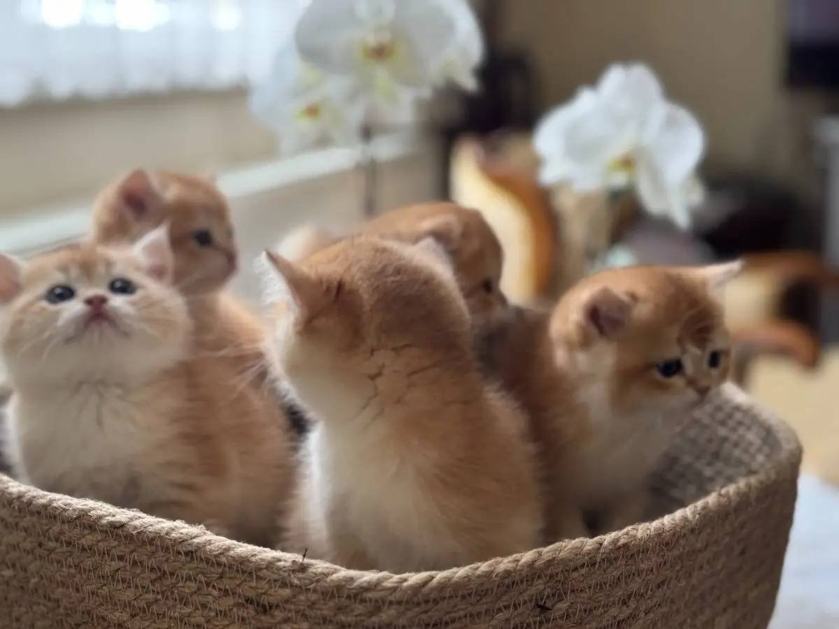 Safkan Golden Bebekler
