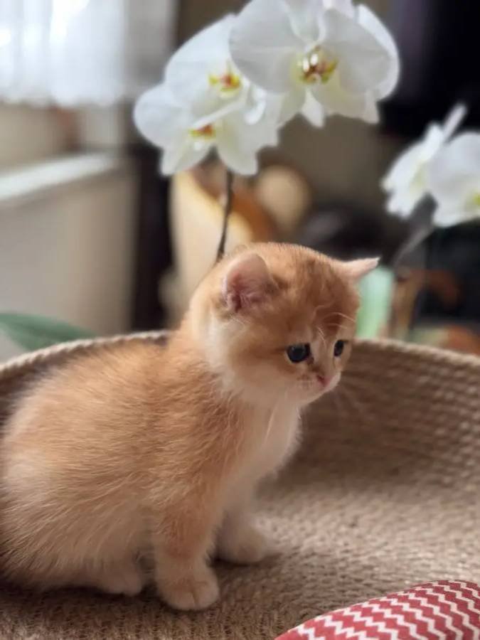 Safkan Golden Bebekler