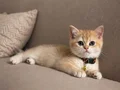Safkan British Golden Bebekler