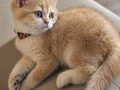 Safkan British Golden Bebekler