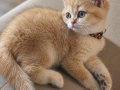 Safkan Golden Bebekler