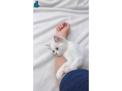 2 Aylık Karma aşısı var istenirse eşyaları ile birlikte 