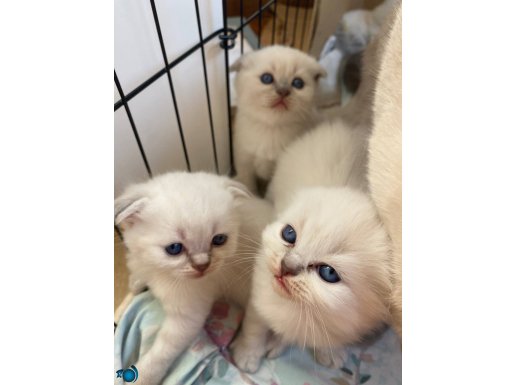 Kendi kedilerimin yavrularıdır, veteriner kontrollüdür.