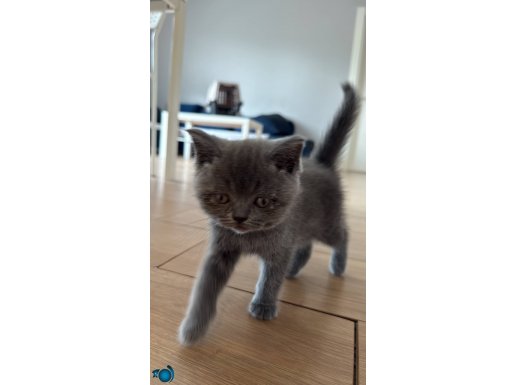 British shorthair 3 aylık kedi eşyaları ile