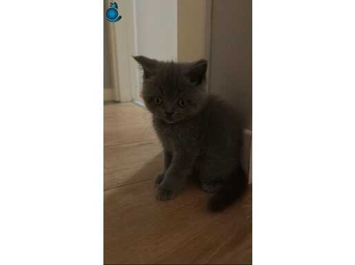 3 aylık british shorthair gray cins kedi eşyalarıylabirlikte