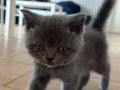 British shorthair 3 aylık kedi eşyaları ile