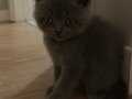 3 aylık british shorthair gray cins kedi eşyalarıylabirlikte