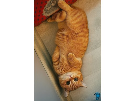 Büyümeyen Kedi Munchkin Özel Tür 