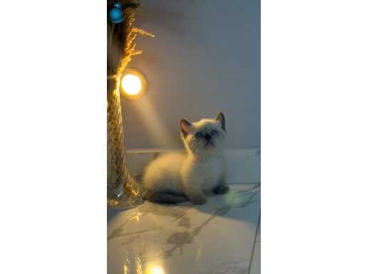 Munchkin Ve Bluepoint Yavrularımız