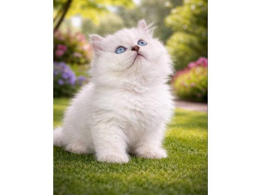 British Longhair Yavrumuz 