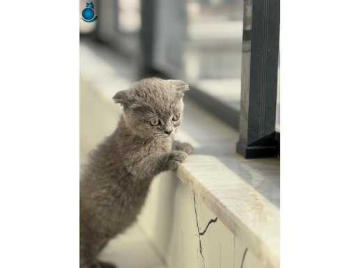 Cüce Kedi Mikro Bacak