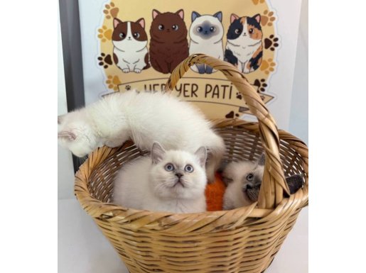 Özel Tür Cüce Munchkin Yavrular 