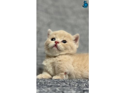 Lilac-Golden-Blue Yavru Munchkin kedilerimiz Çok ÖZEL