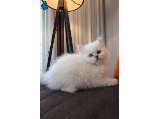 Bakışlarıyla Büyüleyen Safkan British Longhair Yavruları