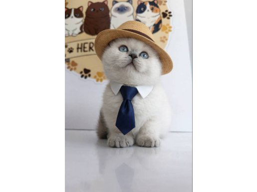 Özel Tür Munchkin Mikro Bacak yavrular