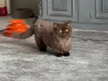 Yetişkin Erkek Minyatür Munchkin ve Çikolata Bicolor Dişi