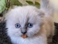 Bluepoint Munchkin yavru Ve British yavrumuz 