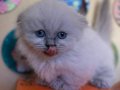 Bluepoint Munchkin yavru Ve British yavrumuz 