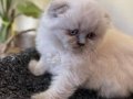 Bluepoint Munchkin yavru Ve British yavrumuz 