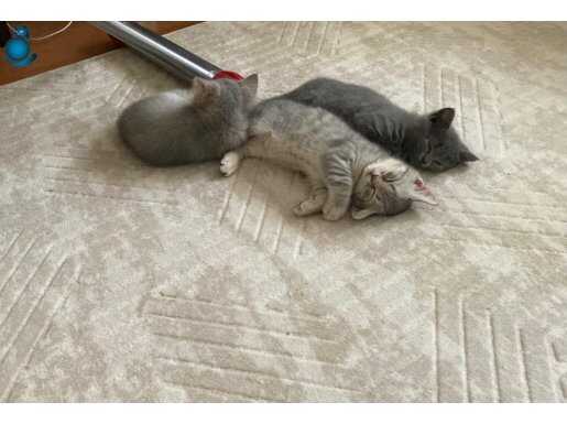 SAFKAN BRİTİSH SHORTHAİR YAVRULARA YUVA ARIYORUZ