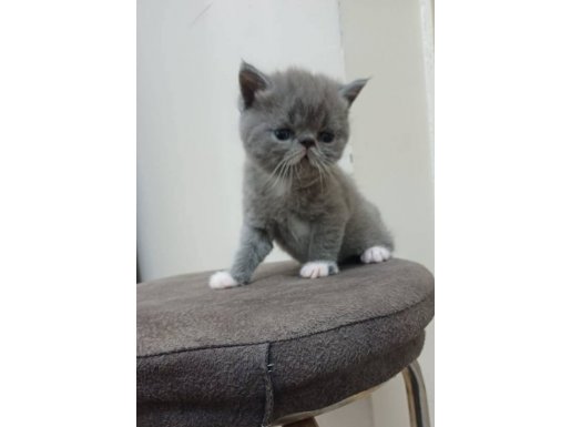 Tatlı Maviş Gözlü Yavrularımız Evlerini Arıyorlar