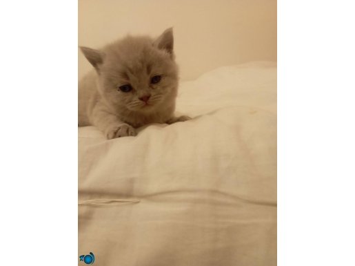 Küçük dost patiler sahip bekliyor !