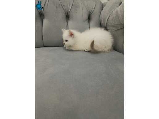 Minnak bal küpü oğluşumuz sevileceği yuvasını arıyor