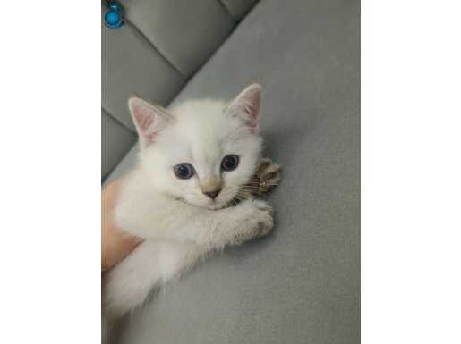 Bal küpü bebişler 49 günlük sevileceği yuva arıyor